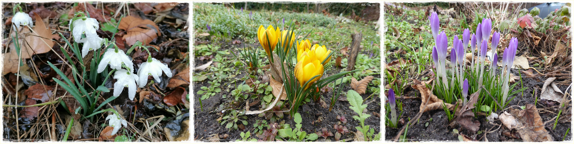 Mittwochsblümchen in allen Farben