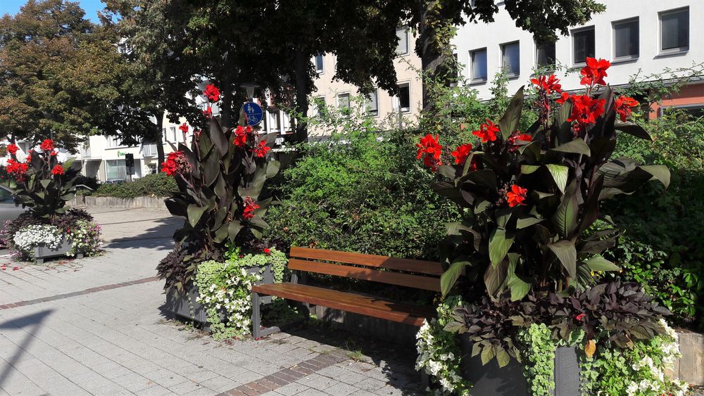 Mittwochsblümchen in Bayreuth 