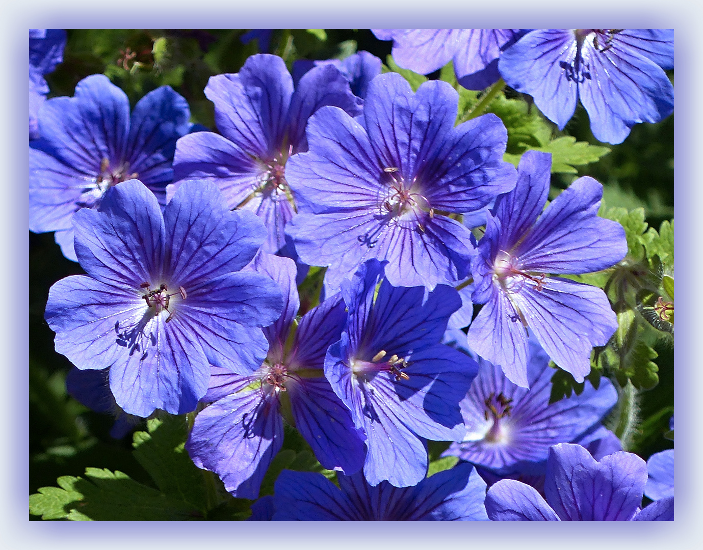 Mittwochsblümchen in blau