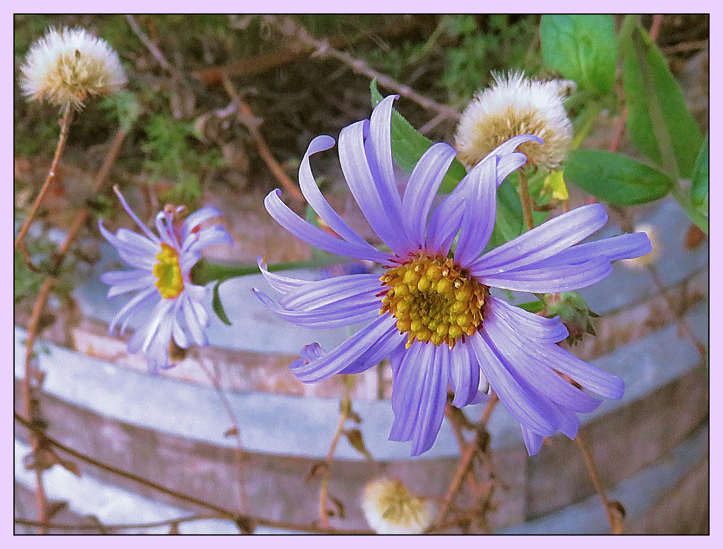 Mittwochsblümchen in Blau