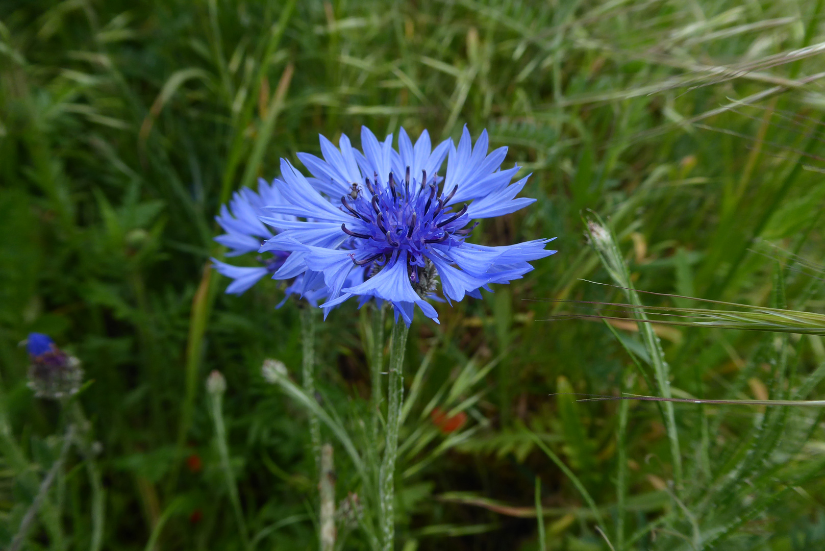 Mittwochsblümchen in blau