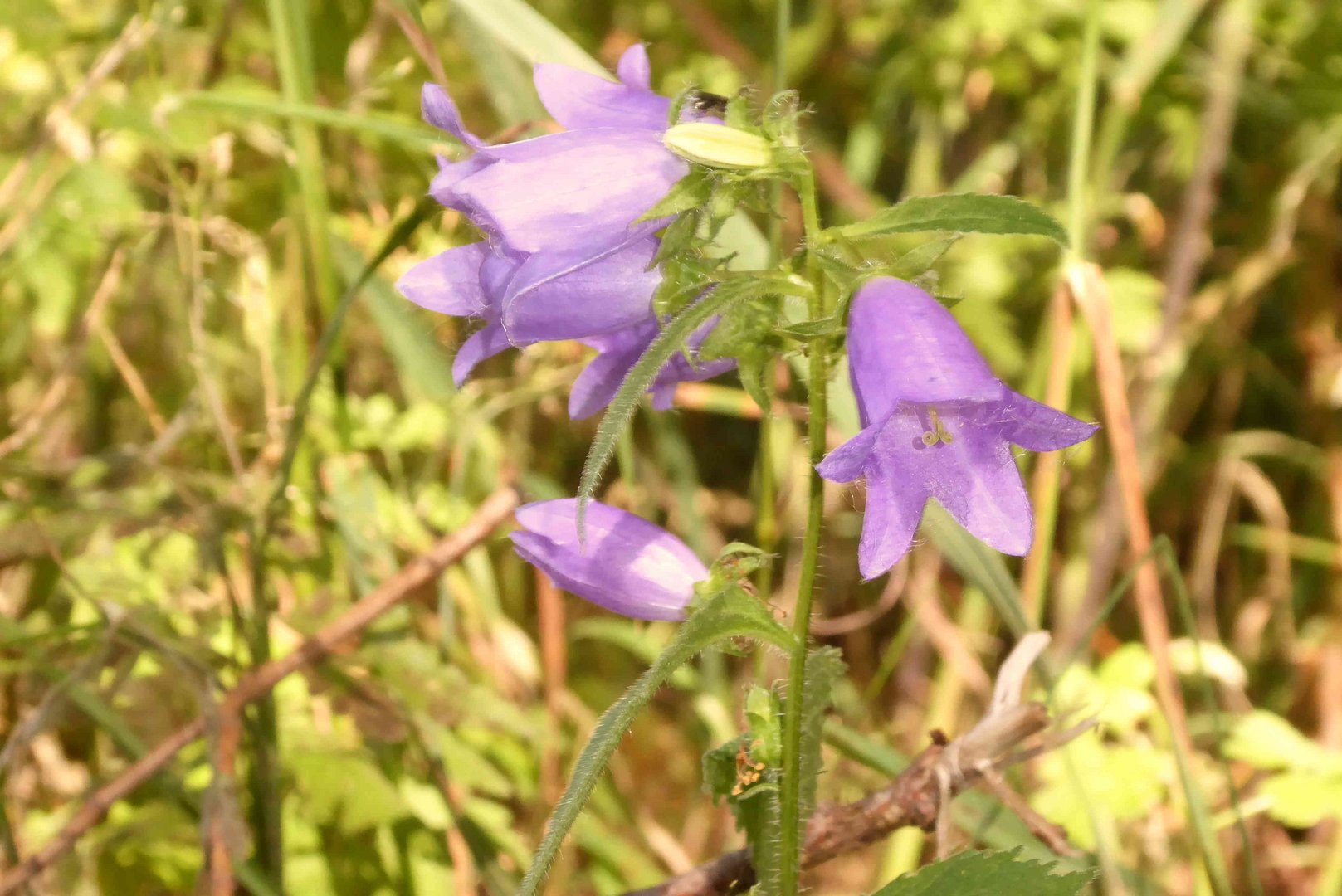 Mittwochsblümchen in blau