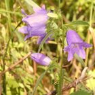 Mittwochsblümchen in blau