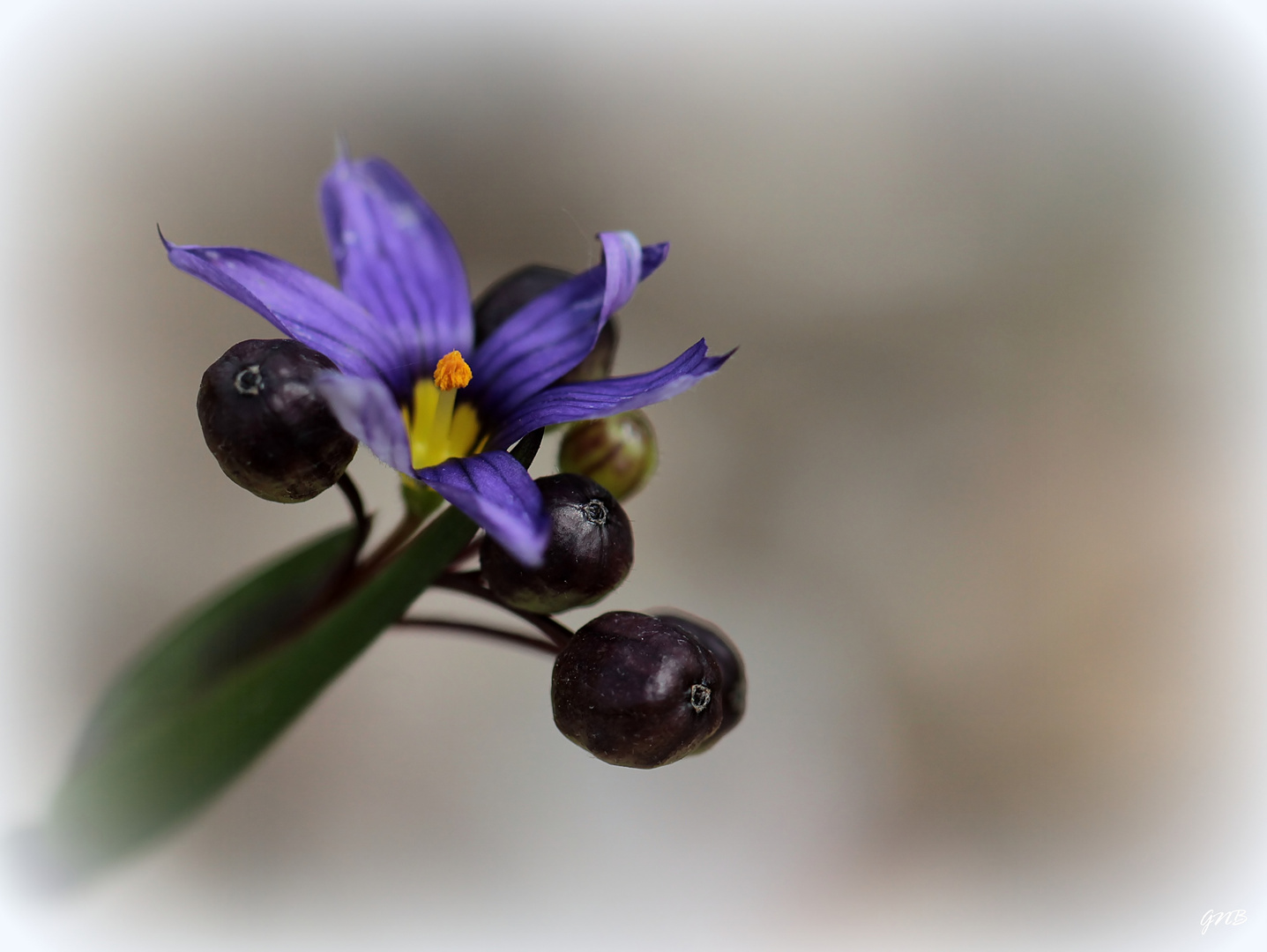 Mittwochsblümchen in blau