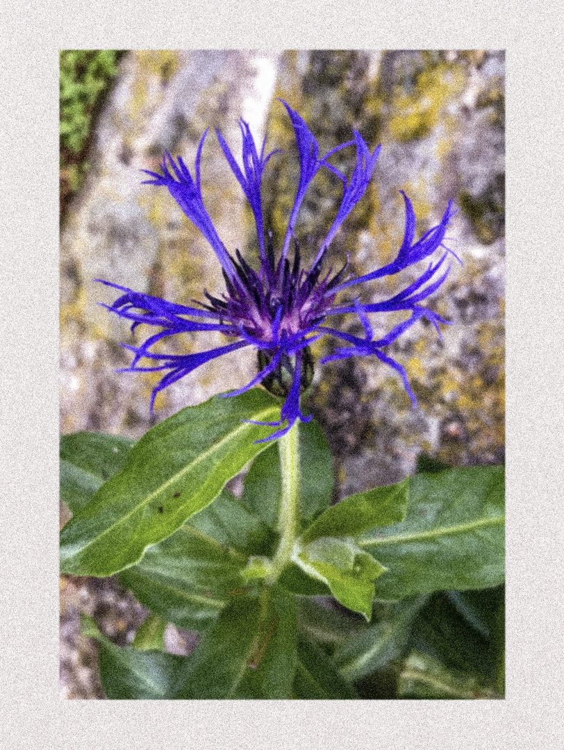 Mittwochsblümchen in Blau