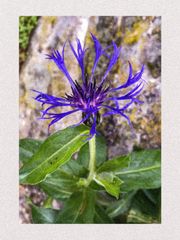 Mittwochsblümchen in Blau