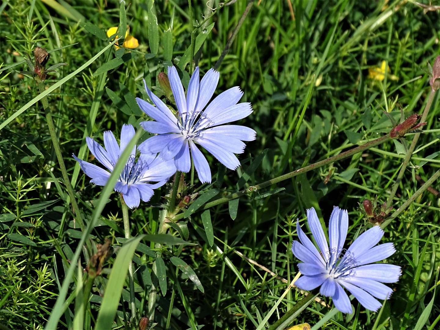 Mittwochsblümchen in blau