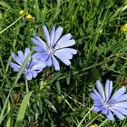 Mittwochsblümchen in blau