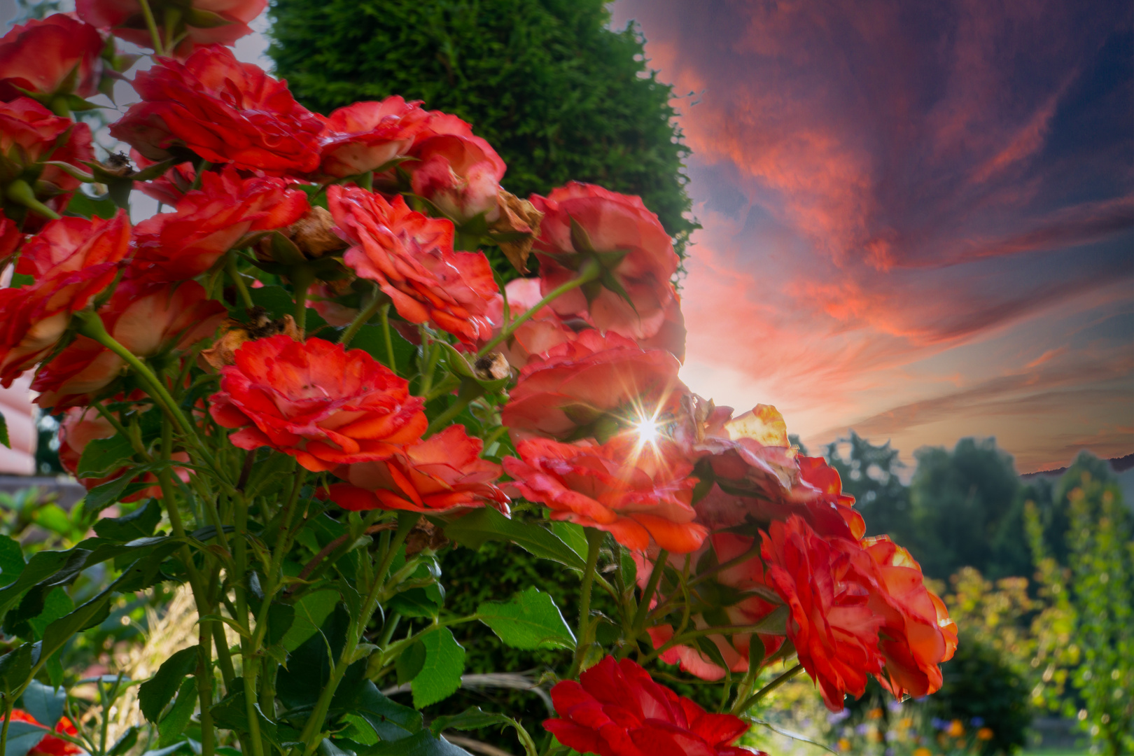 Mittwochsblümchen in der Abendsonne