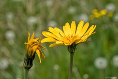 Mittwochsblümchen in der Pusteblumen-Wiese
