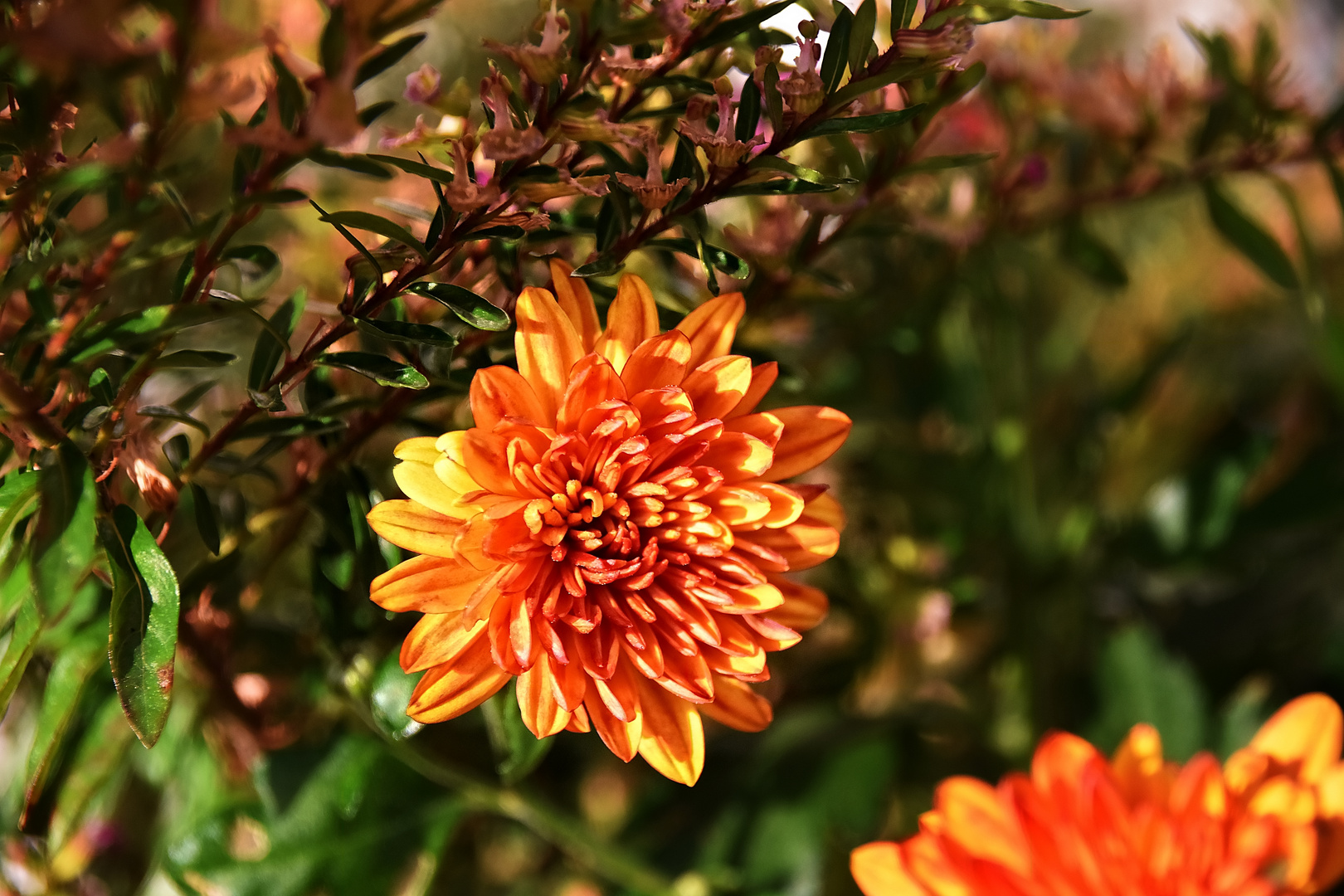 Mittwochsblümchen in herbstlichen Farben