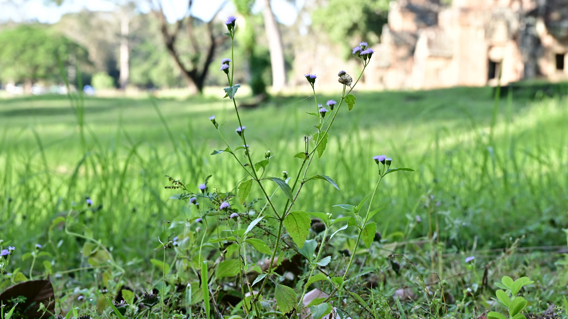 Mittwochsblümchen in Kambodscha