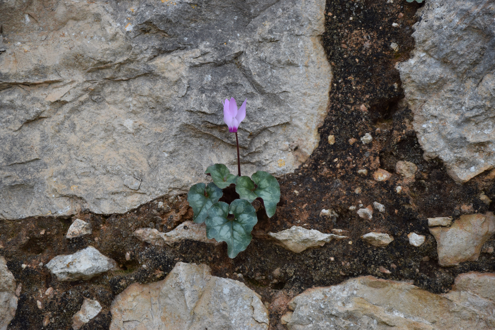 Mittwochsblümchen in Mauer