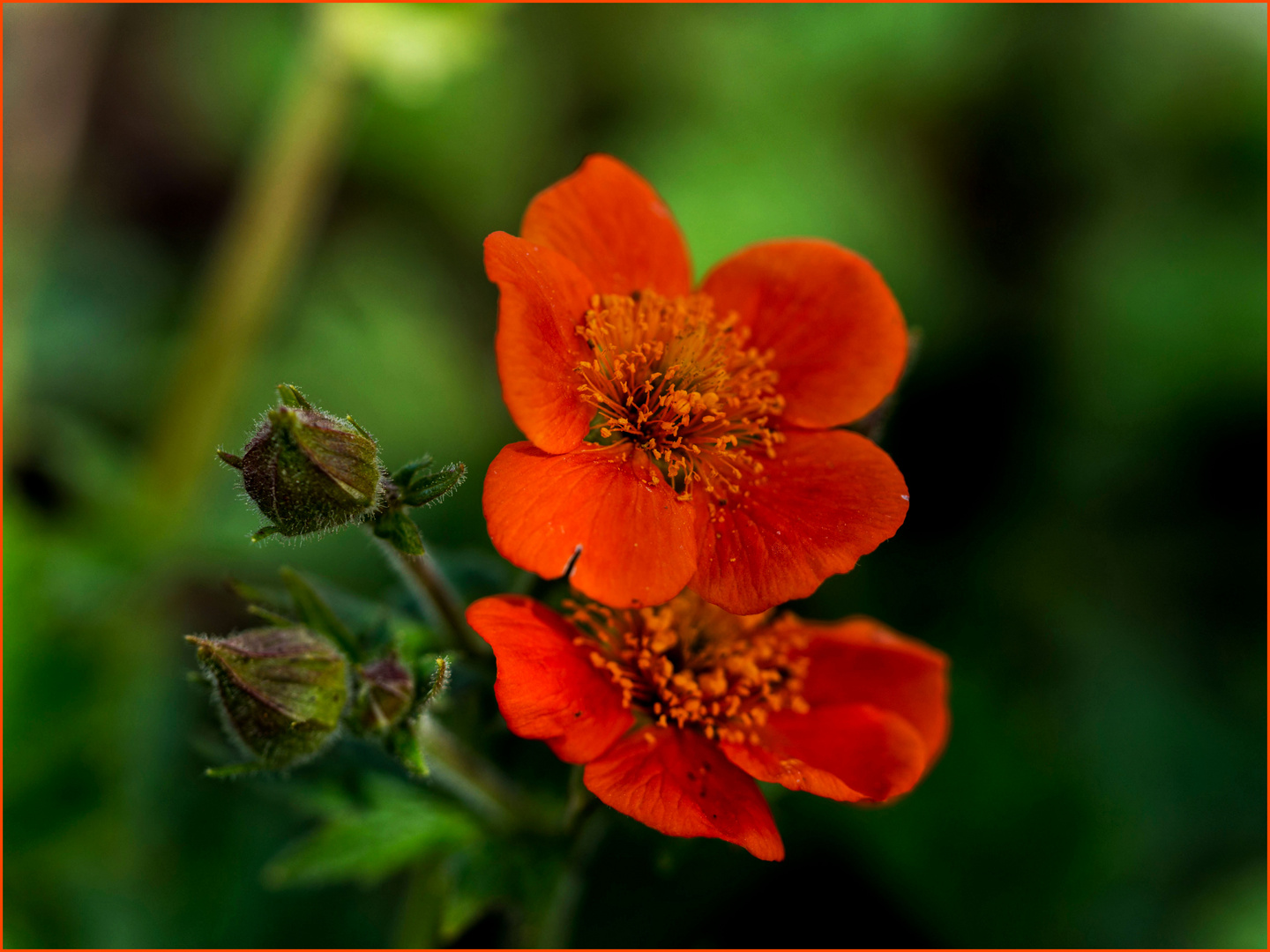 Mittwochsblümchen in Orange