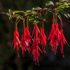 Mittwochsblümchen in Rot