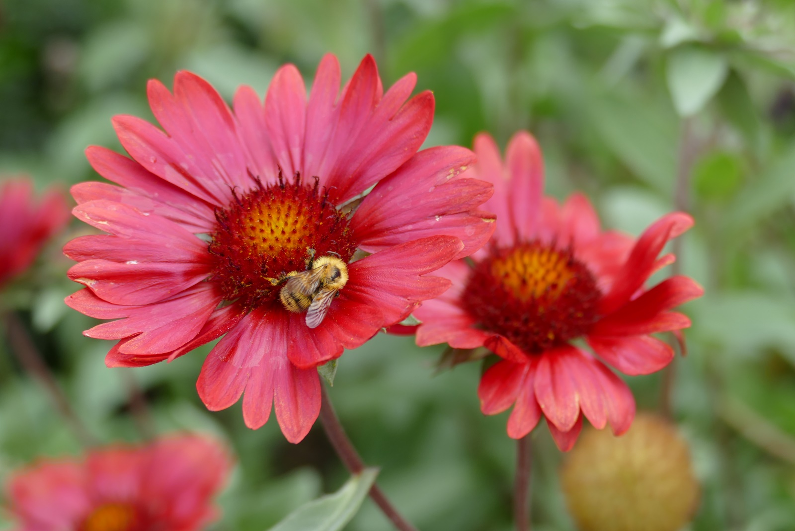 Mittwochsblümchen in Rot mit Hummelchen