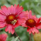 Mittwochsblümchen in Rot mit Hummelchen