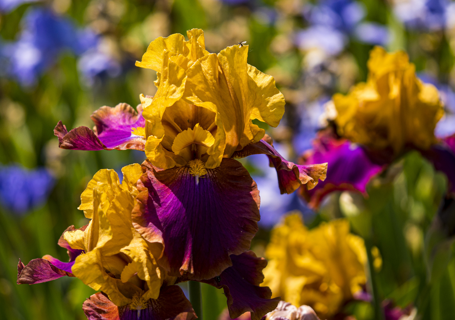 Mittwochsblümchen - Iris