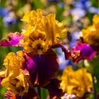 Mittwochsblümchen - Iris