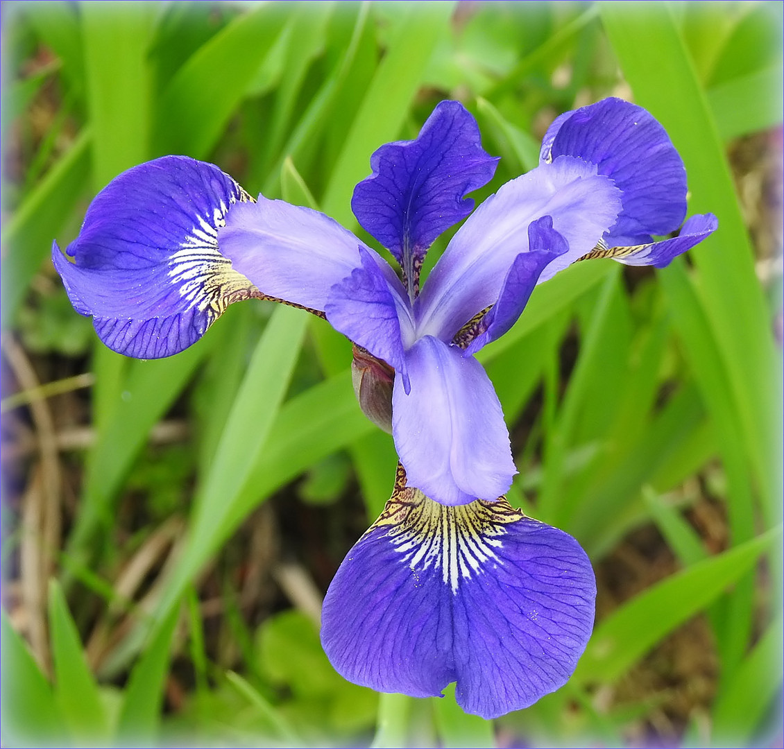 Mittwochsblümchen (Iris)