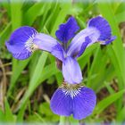 Mittwochsblümchen (Iris)