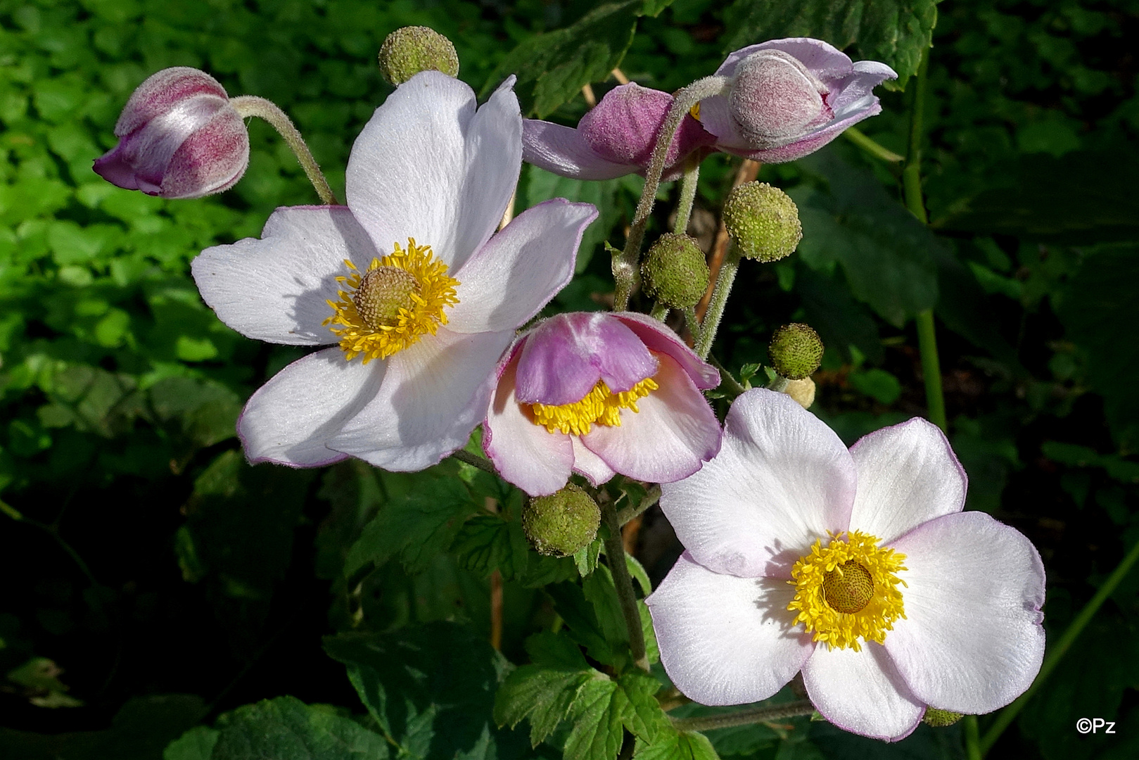 Mittwochsblümchen: Japanische Herbstanemonen ...