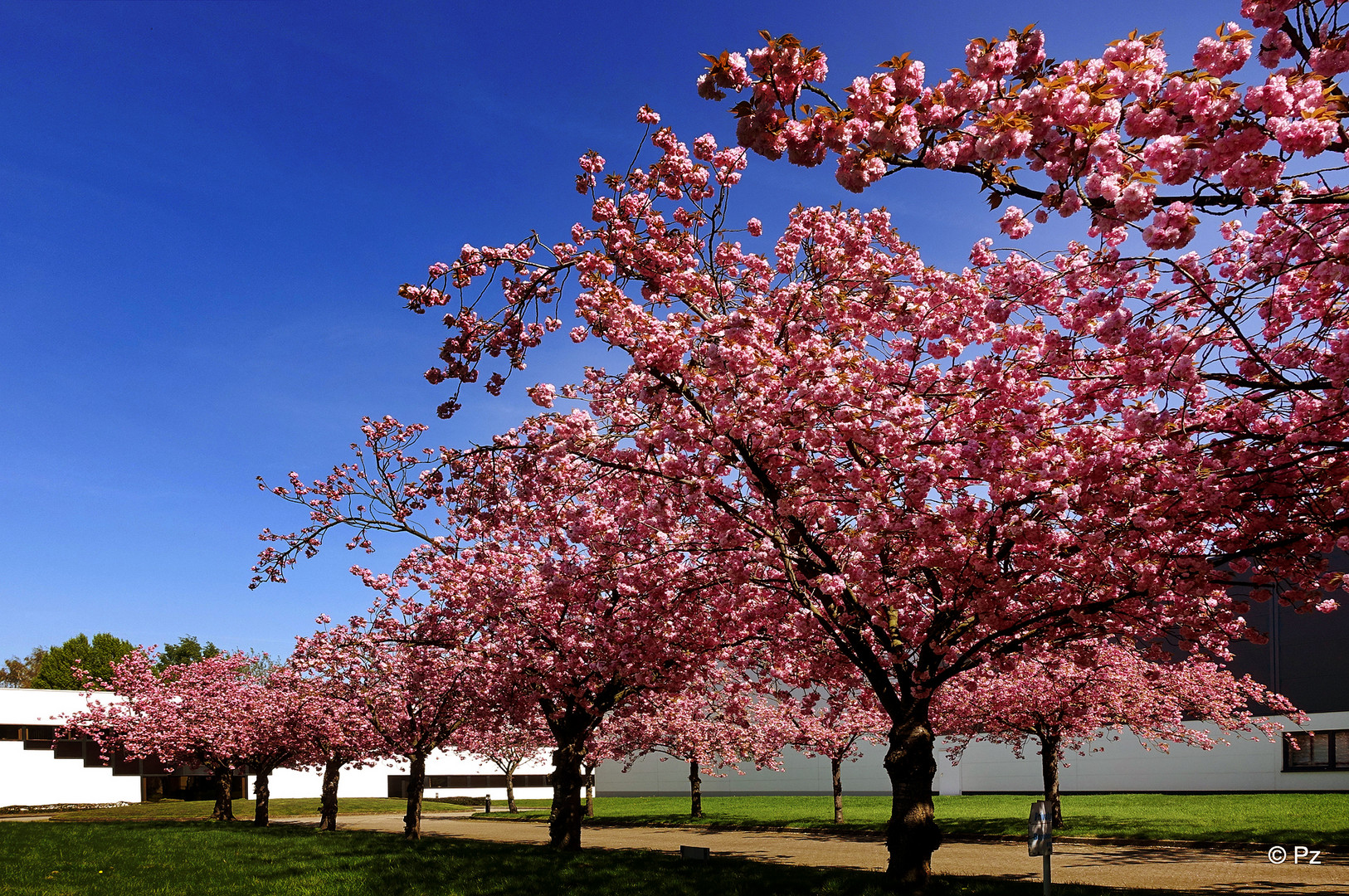 Mittwochsblümchen: Japanische Kirschbaumallee in voller Blüte ...