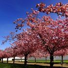 Mittwochsblümchen: Japanische Kirschbaumallee in voller Blüte ...