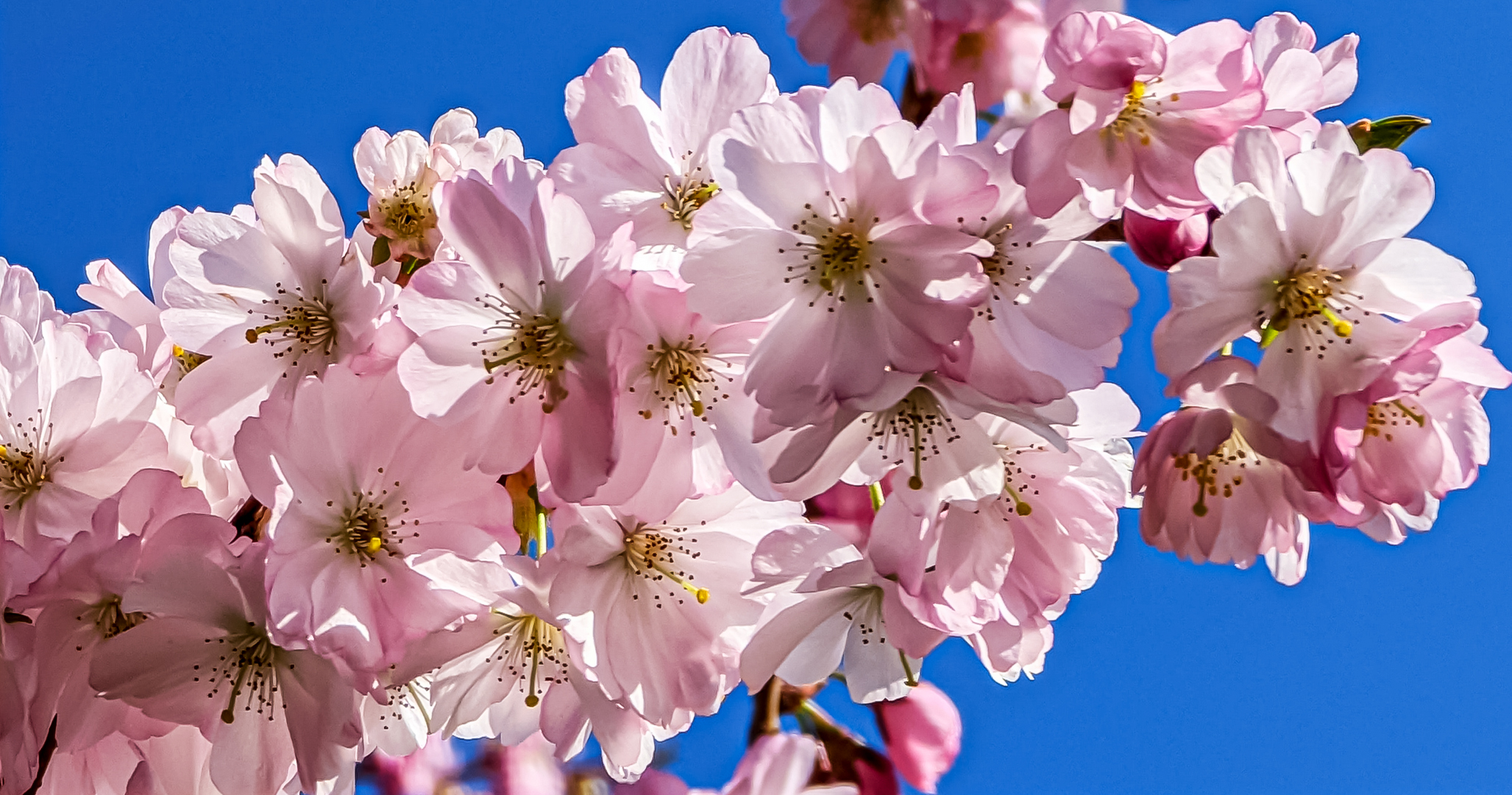Mittwochsblümchen - Japanische Kirschblüten