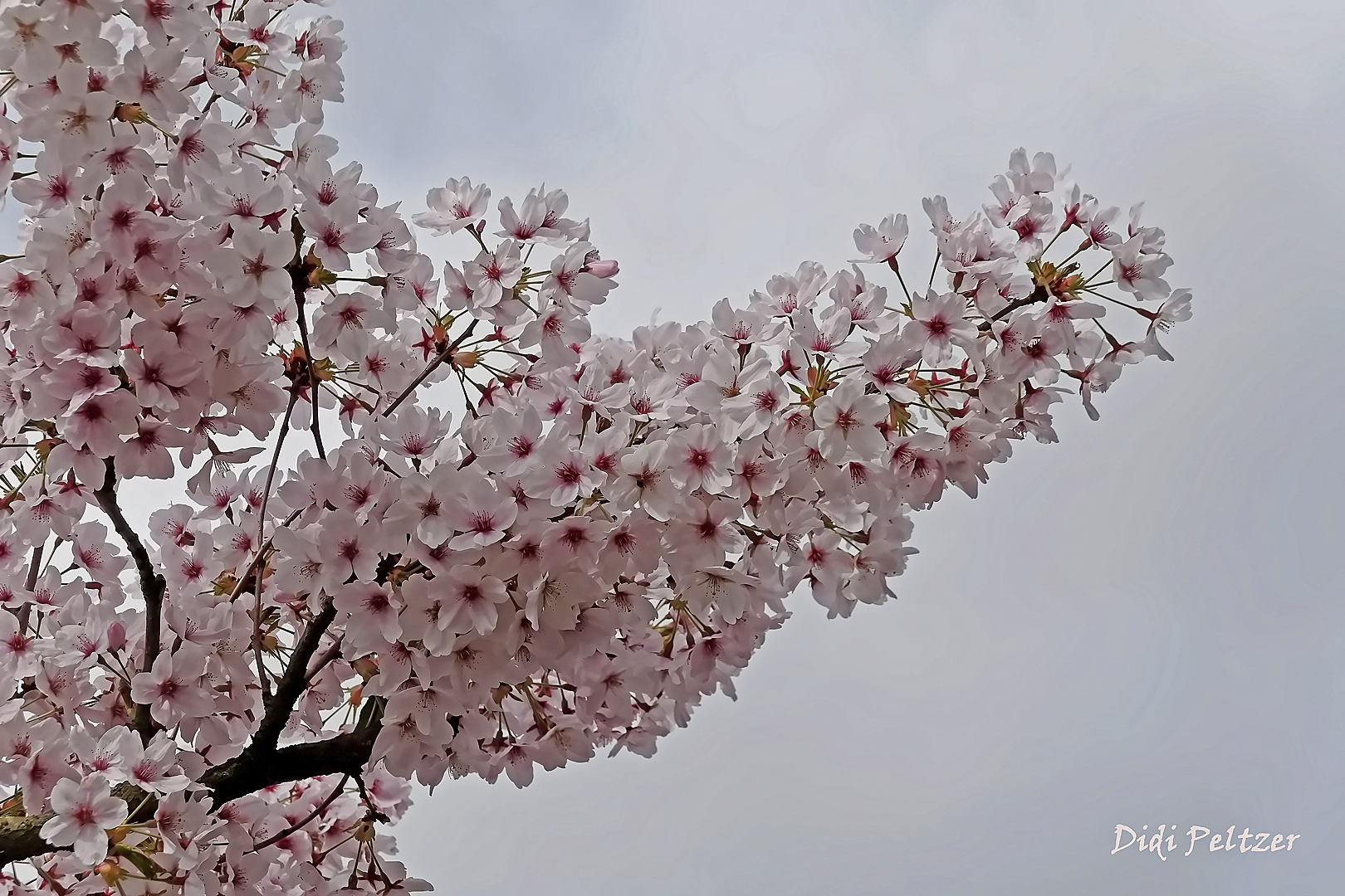 Mittwochsblümchen: Japanische Maienkirschdolde ...