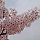 Mittwochsblümchen: Japanische Maienkirschdolde ...