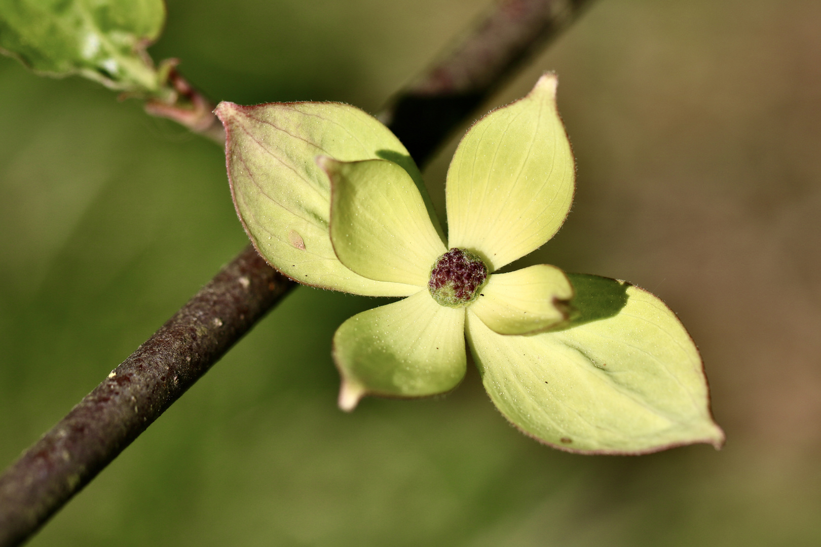 Mittwochsblümchen Japanischer Blüten-Hartriegel 