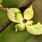 Mittwochsblümchen Japanischer Blüten-Hartriegel 