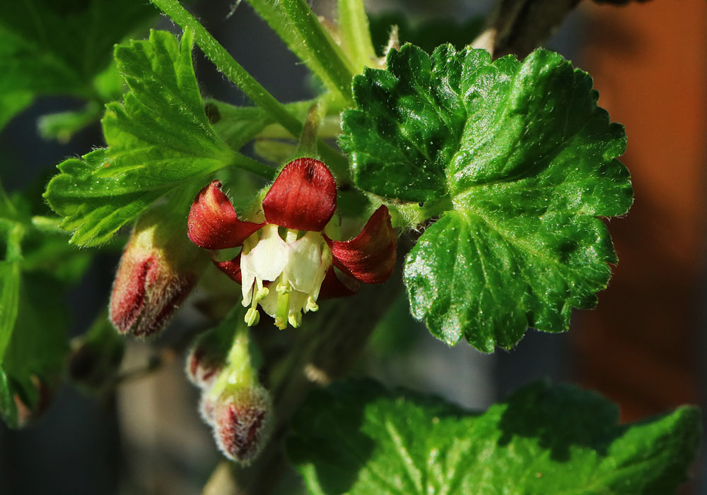 Mittwochsblümchen: Josta-Beere Blüte