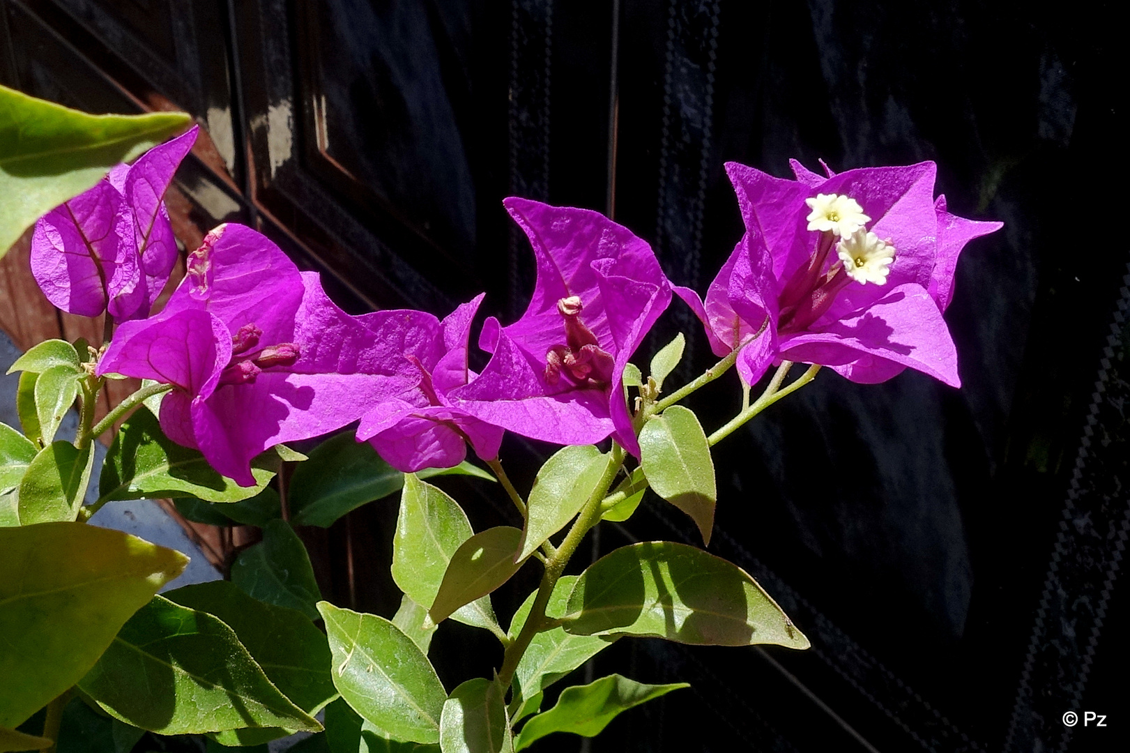 Mittwochsblümchen: Kahle Drillingsblume (Bougainvillea glabra) …