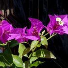 Mittwochsblümchen: Kahle Drillingsblume (Bougainvillea glabra) …