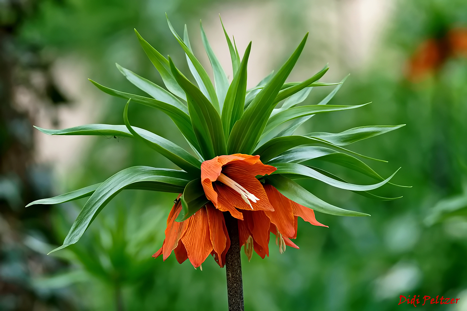 Mittwochsblümchen: Kaiserkrone ...