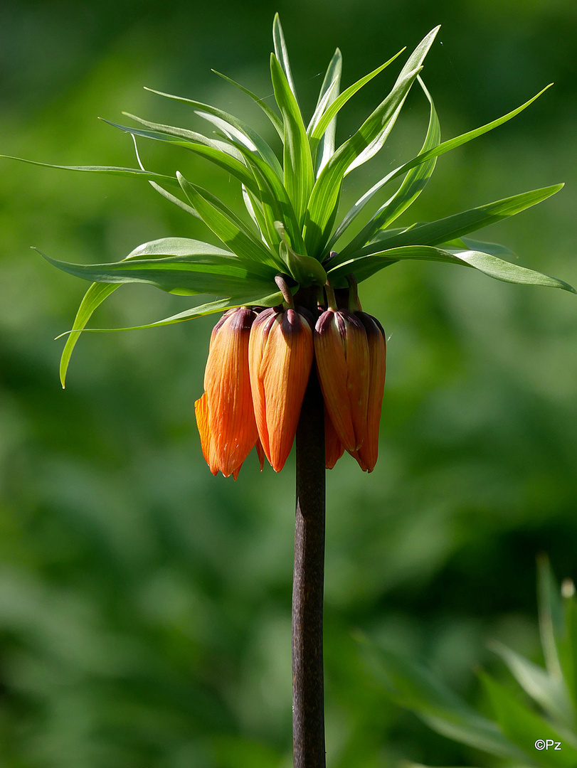 Mittwochsblümchen: Kaiserkrone ...