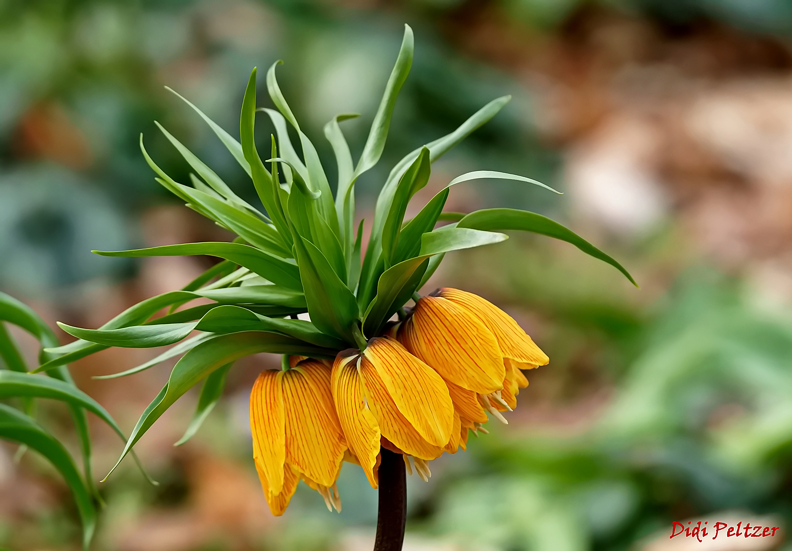 Mittwochsblümchen: Kaiserkrone ...