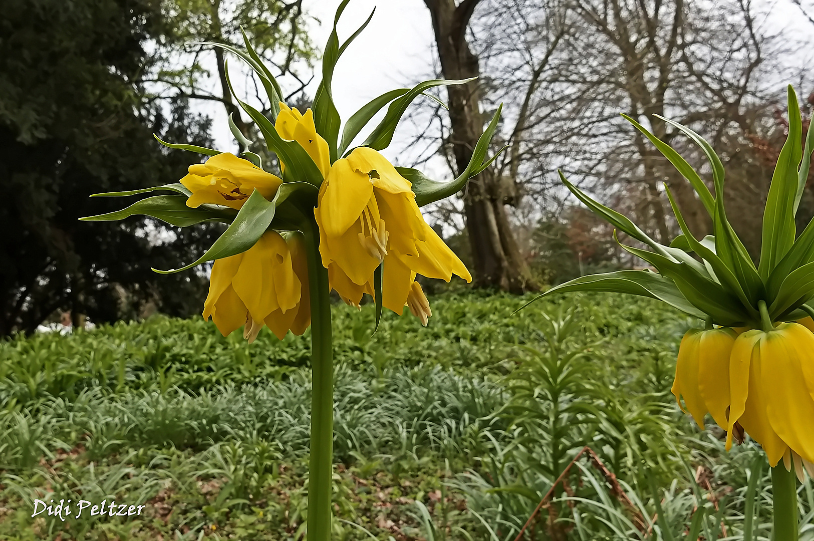 Mittwochsblümchen: Kaiserkrone ...