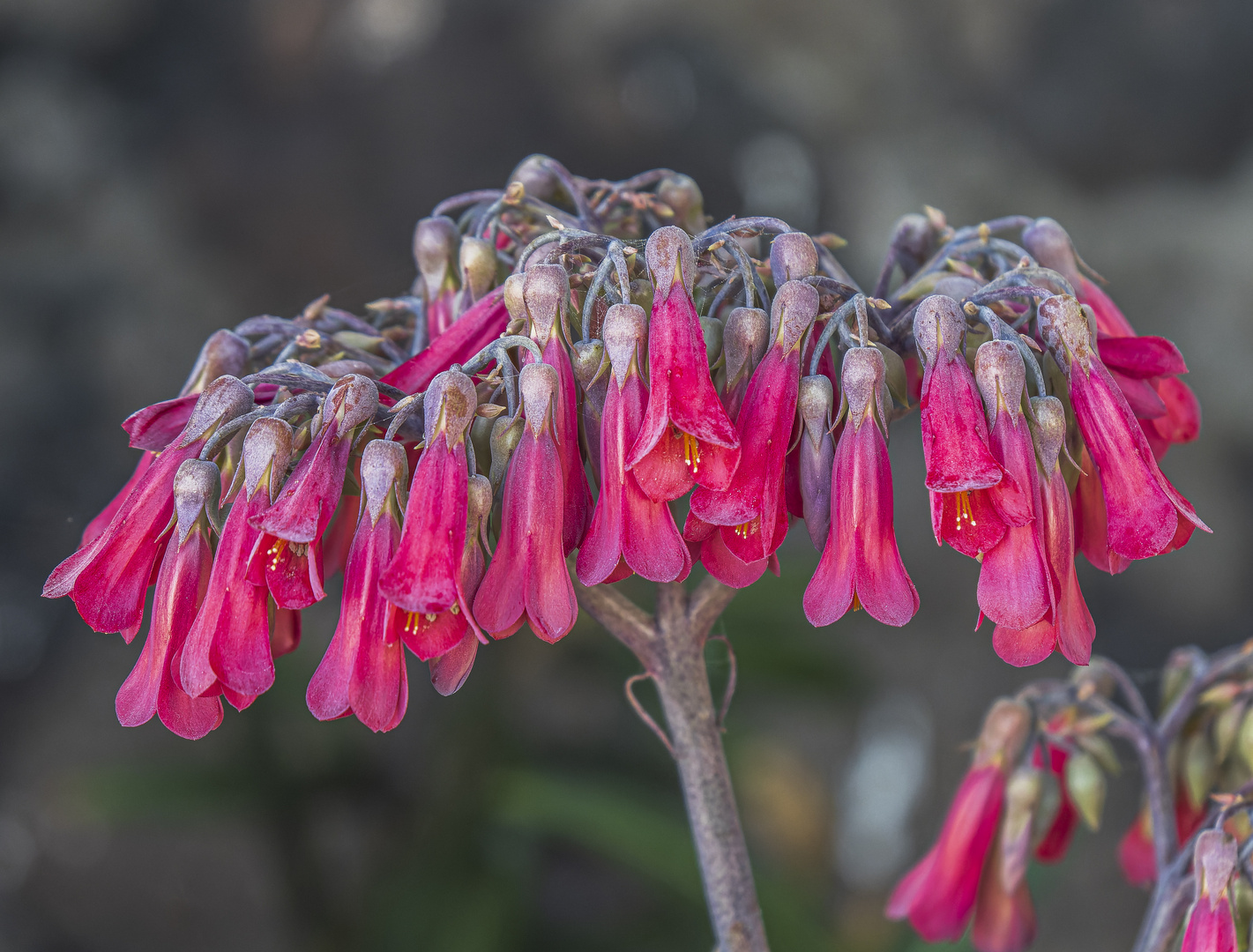 Mittwochsblümchen - Kalanchoe daigremontiana