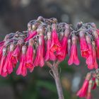 Mittwochsblümchen - Kalanchoe daigremontiana