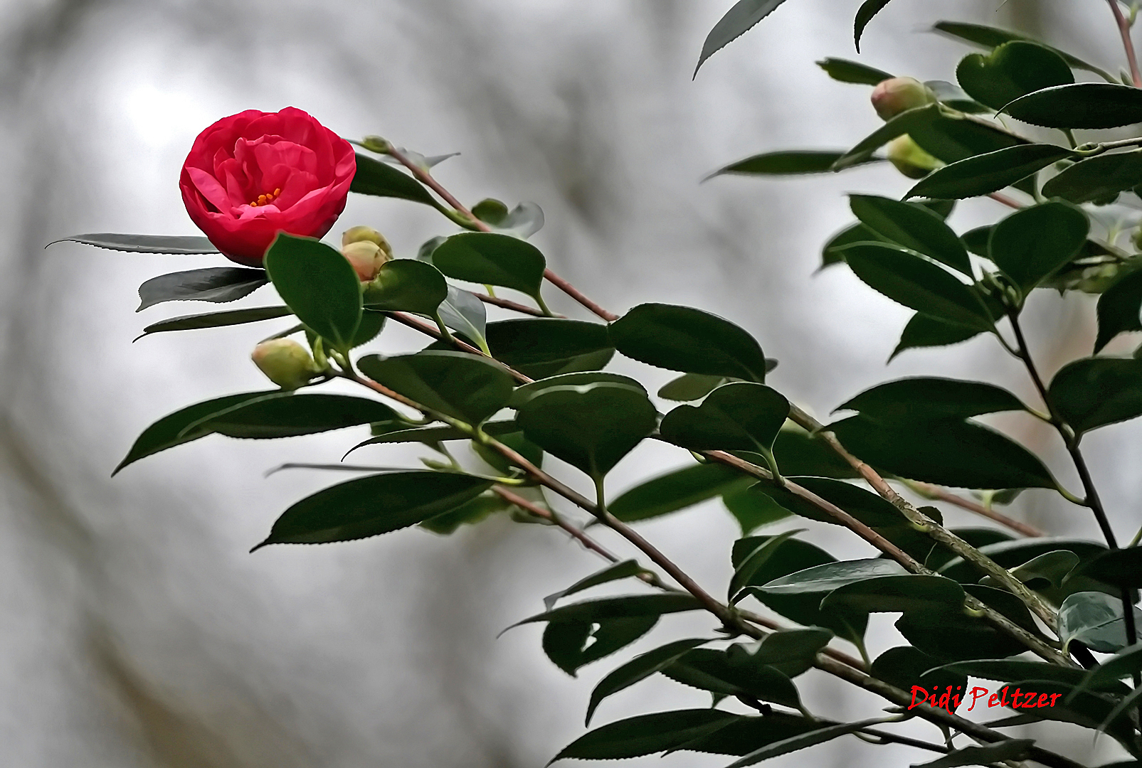 Mittwochsblümchen: Kamelienblüte ...