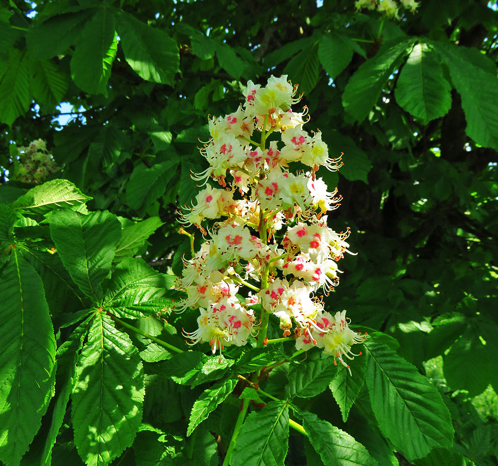 Mittwochsblümchen: Kastanienblüten