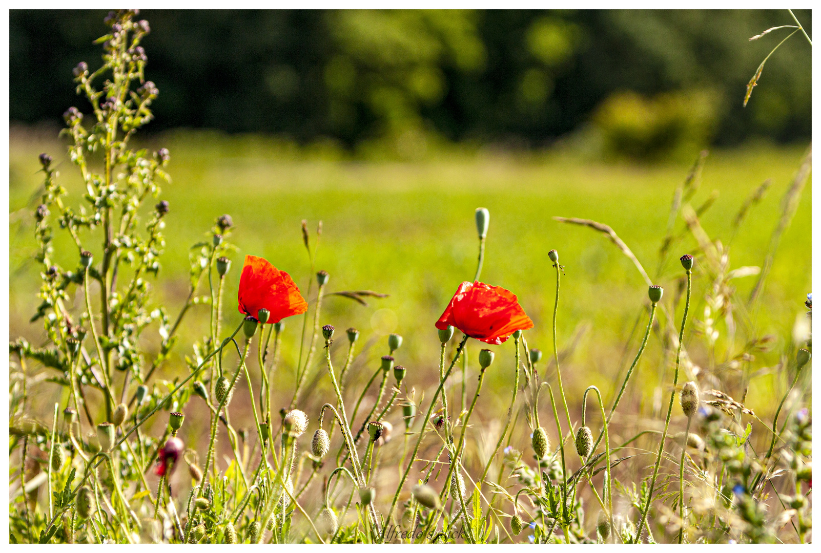 Mittwochsblümchen  "Klatschmohn"