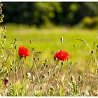 Mittwochsblümchen  "Klatschmohn"