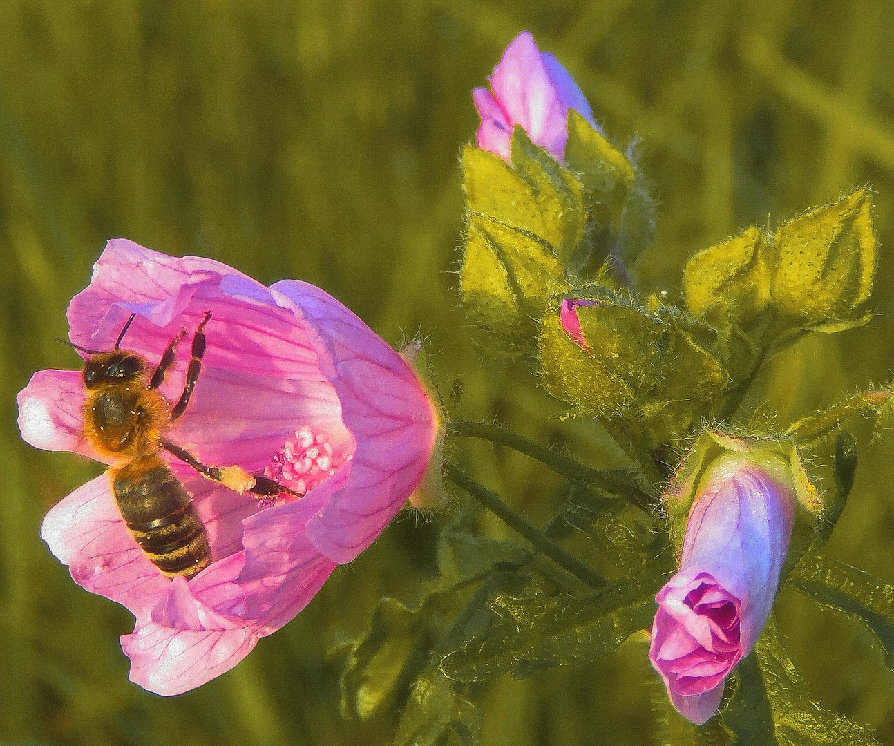 Mittwochsblümchen : kleine Feldweg Malve/Bienchen