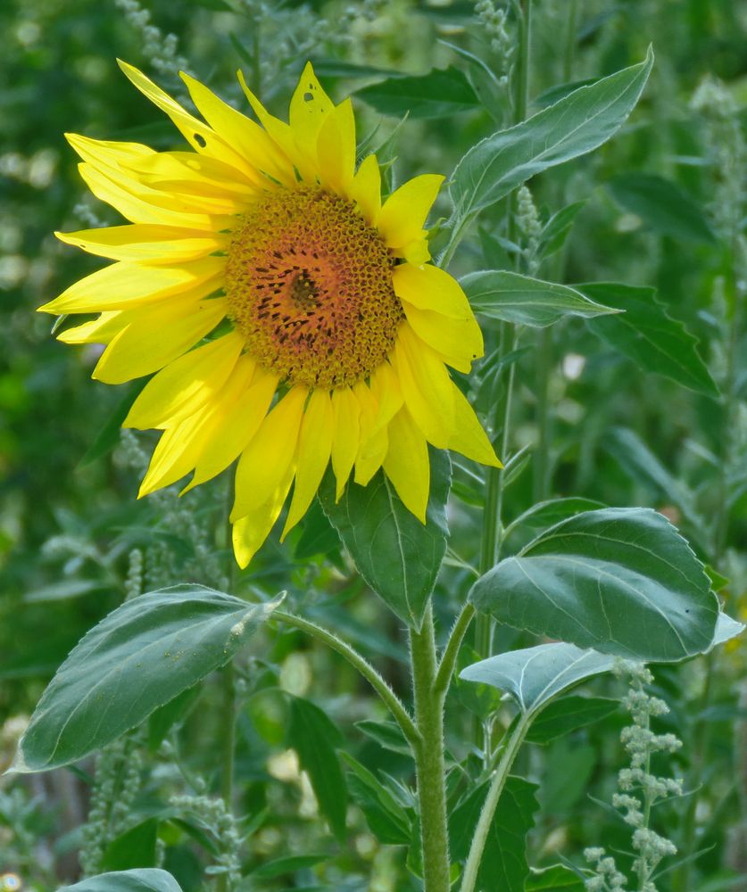 Mittwochsblümchen kleine schöne "Sonnenblume", die erste, welche ich