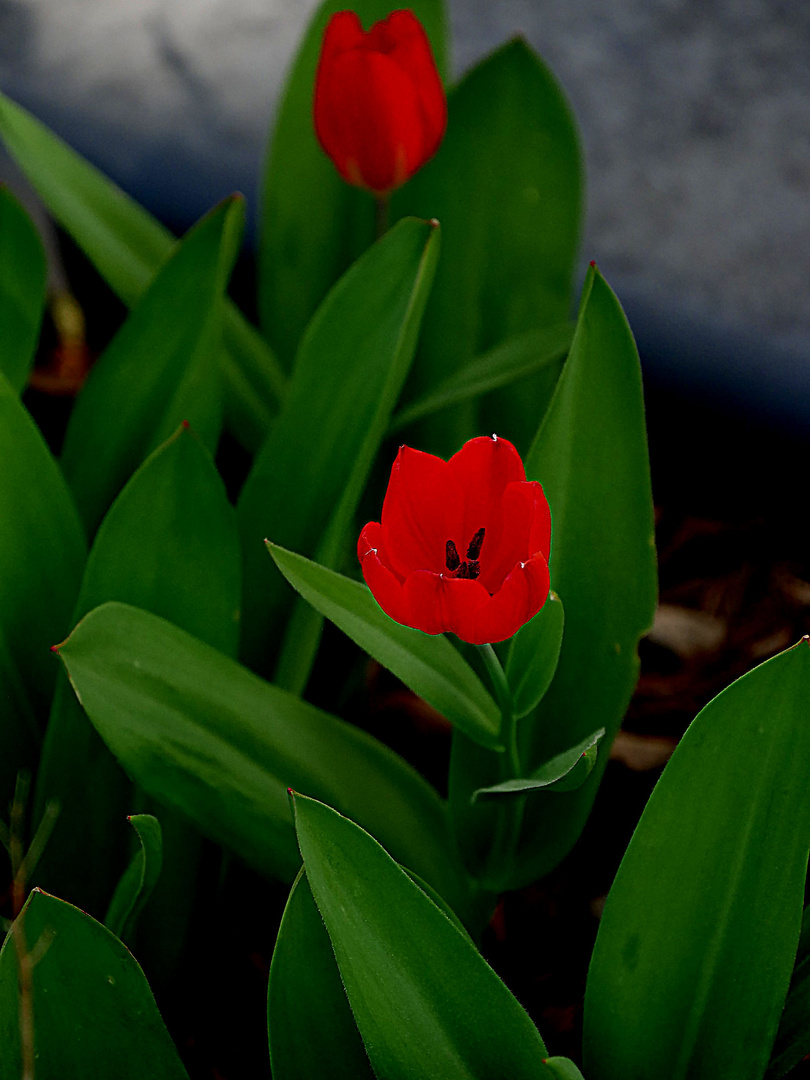 - Mittwochsblümchen - kleine Tulpen an der Hauswand unseres Hauses.
