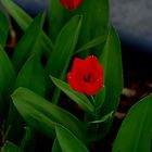 - Mittwochsblümchen - kleine Tulpen an der Hauswand unseres Hauses.